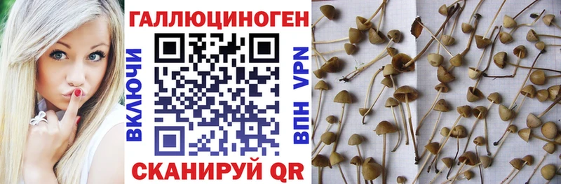 наркошоп Чебаркуль Галлюциногенные грибы MAGIC MUSHROOMS